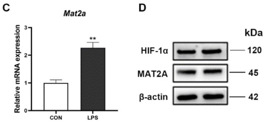 MAT2A